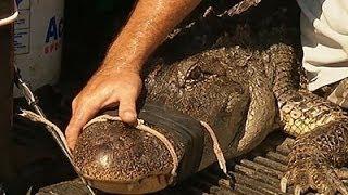 'Gator Chris' Loves Helping Texas Alligators