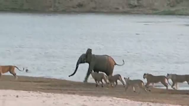 Young elephant survives attack by 14 Lions