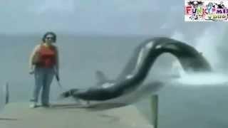 'Mystery Sea Monster' Giant Eel.Eats PUPPY by Surprise