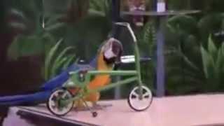 Funny Bird Show with Parrots - Funny Must See