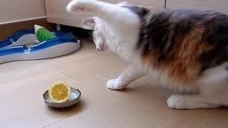 Funny Cats and Dogs vs Lemons - Funny Animal Compilation