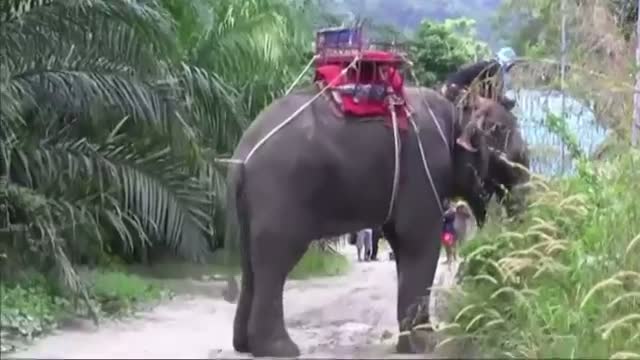 Tourists Saved After Elephant Kills Handler