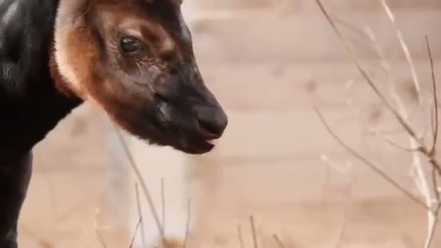 Baby Okapi Born at Houston Zoo