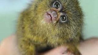 World Meet NINITA. Our New Baby Pygmy Marmoset! video - id 341b909f7433