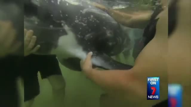 Sydney Beachgoers Rescue Stranded Dolphin