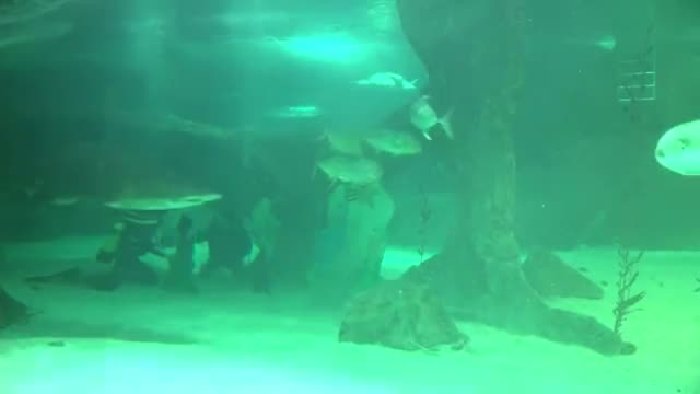 Sharks Circle Nativity Scene in Madrid Aquarium Video