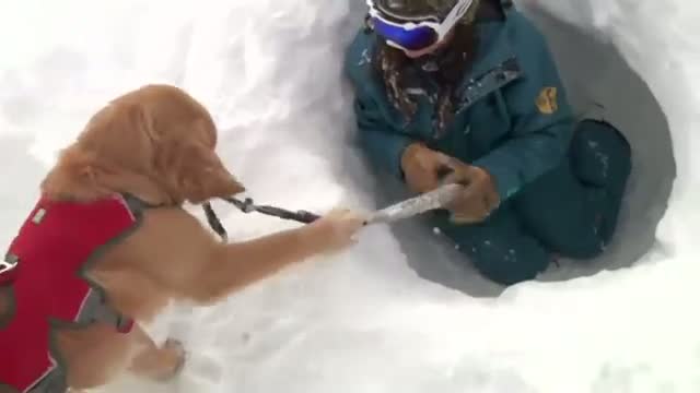 Colorado Puppy Trains to Save Avalanche Victims Video