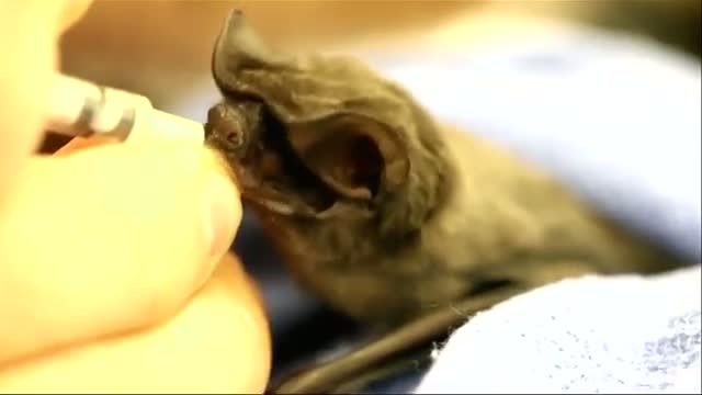Zoo Miami Caring for Rare Baby Bat Video