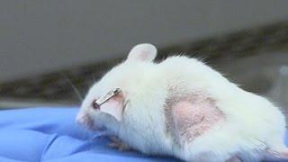 Mouse 'Avatars' Guide Cancer Treatments Video