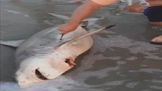 LiveLeak - Beachgoers deliver 3 baby Sharks from dead Mother Video