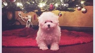 Demi Lovato Shares Video Of Her New Puppy!