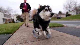 Derby the dog: Running on 3D Printed Prosthetics Video