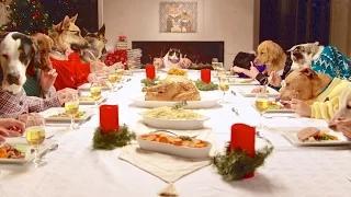 13 Dogs and 1 Cat Eating with Human Hands Video - Freshpet Holiday Feast