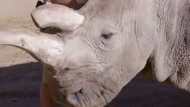 San Diego Zoo Vets Test Rare White Rhino Video