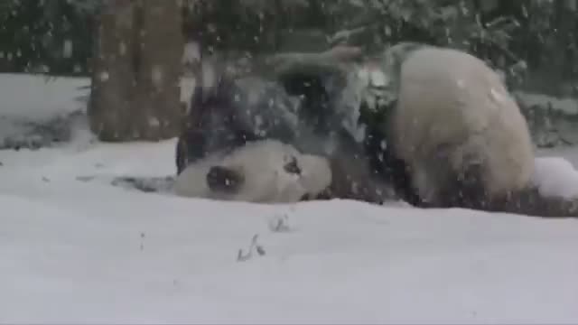 National Zoo Pandas Frolic in the Snow Video