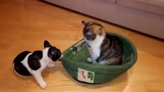 Puppy Tries to Reclaim Bed From Unimpressed Cat Video