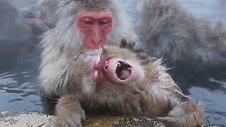 Japan Snow Monkeys Enjoy Hot Springs Video