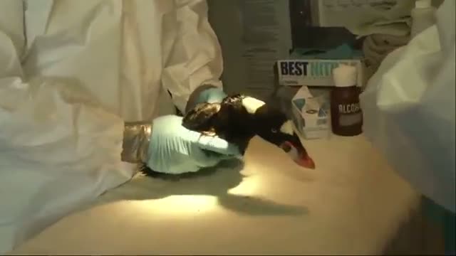Mysterious Goo Blamed in Bay Area Bird Deaths Video