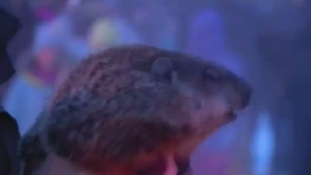 Groundhog Bites Wisconsin Mayor at Ceremony Video