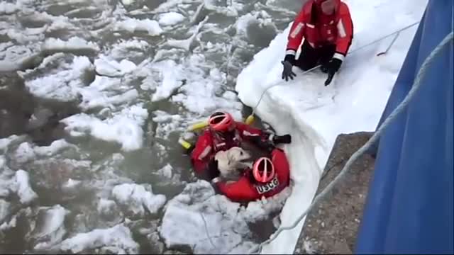 Coast Guard Pulls Lucky Dog From Icy Waters Video