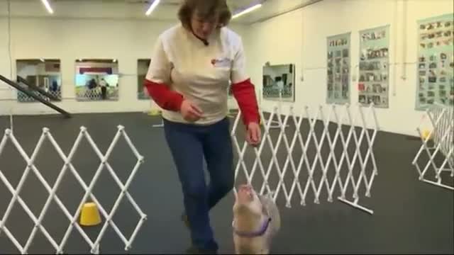 Pig is 'Top Dog' in Canine Agility Class