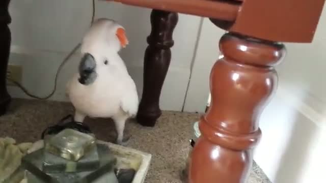 Cockatoo finding out he is going to the Vet - VIDEO