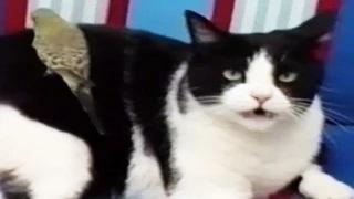 FUNNY VIDEOS 2015 FUNNY CAT VIDEOS FUNNY CATS COMPILATION FUNNY ANIMALS COMPILATION 2015