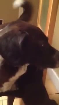 Cat misses dog after being apart for 10 days