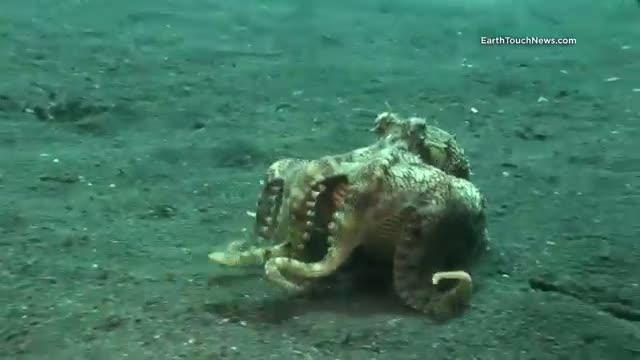 Introducing "Kleptopus", The Shell-Stealing Veined Octopus