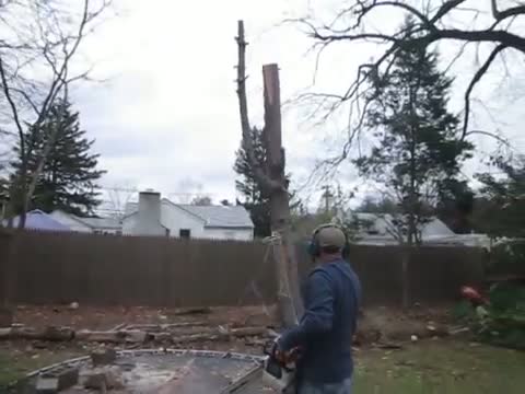 Cutting the magic tree
