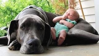 Big Dogs and Babies Compilation 2015 [NEW HD]