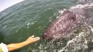 Incredible Whale Encounter - Mother Gray Whale Lifts Her Calf Out of the Water! [HD]