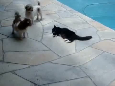 Cat pushes dog into Swimming Pool