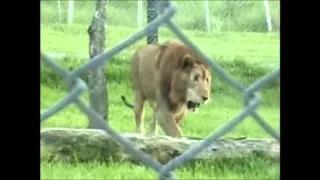 Circus Lion Freed From Cage Feels Earth Beneath His Paws For The First Time in Brazil