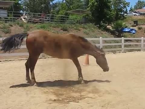 Horse Passing Gas