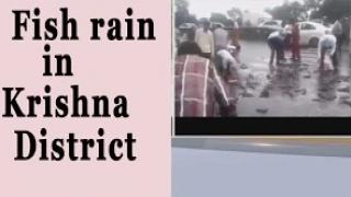 Fish rain In Krishna District