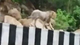 Caught on camera: This lion took a stroll on a Gujarat highway