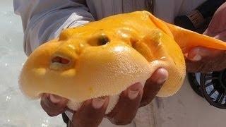 World's Ugliest Animal - Blobfish