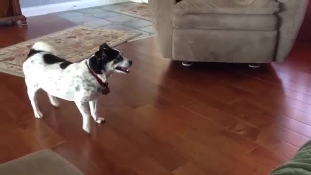 Dog Finally Learns How to Jump on the Couch