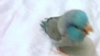 Dubstep Bird (Original 5 Sec Video)
