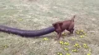 Funny Dog Sticks his Head in Giant Hose and Runs Around