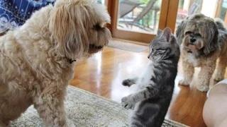 Dogs Meeting Kittens for the First Time Compilation