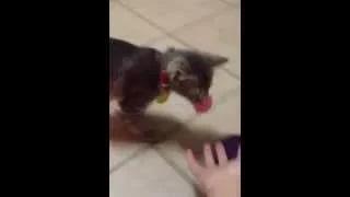 Cat Plays Fetch Like a Dog