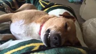 Dog Snores and Dreams in his Sleep