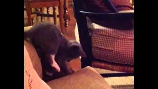 Cute Kitten Falls off of Couch