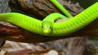 10 Weirdest Snakes