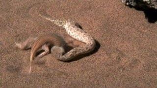 Snake vs. Lizard