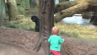 Toddler And Young Gorilla Play Peek A Boo At Zoo