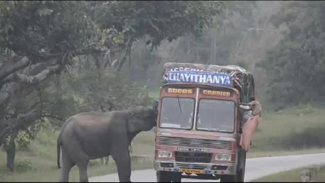 Animal Attack Elephant Attack Indian Truck
