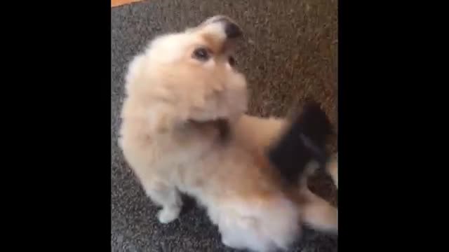 Funny Puppy Loves to be Groomed